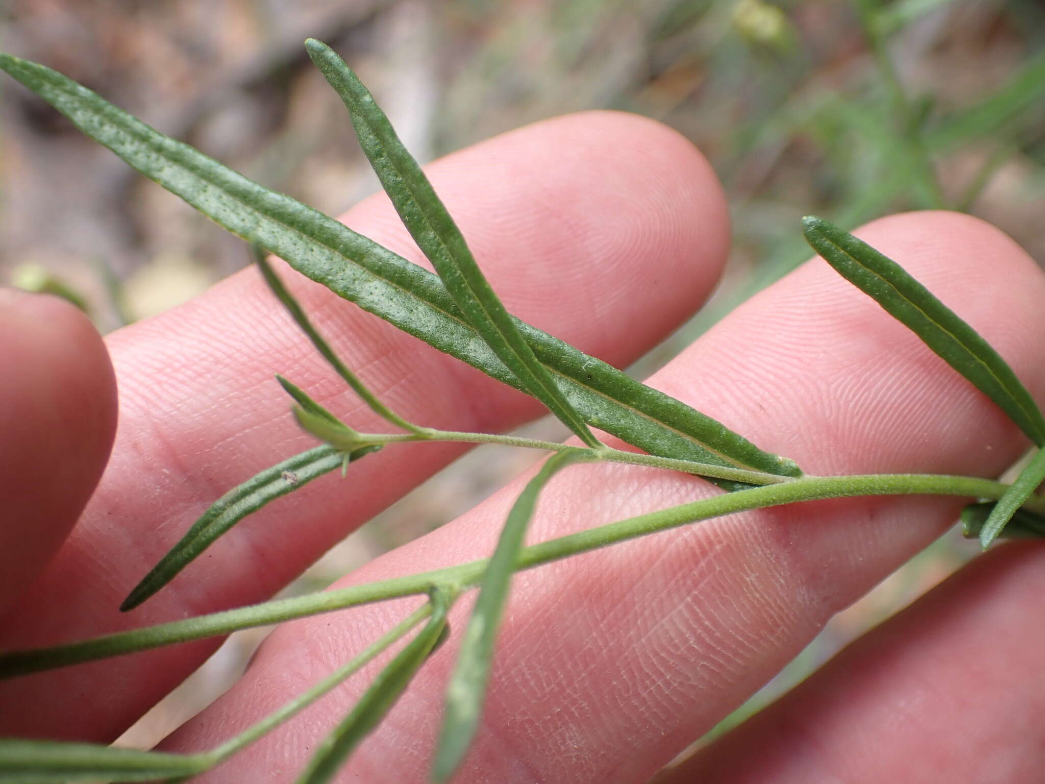 Plancia ëd Brickellia eupatorioides var. chlorolepis (Woot. & Standl.) B. L. Turner