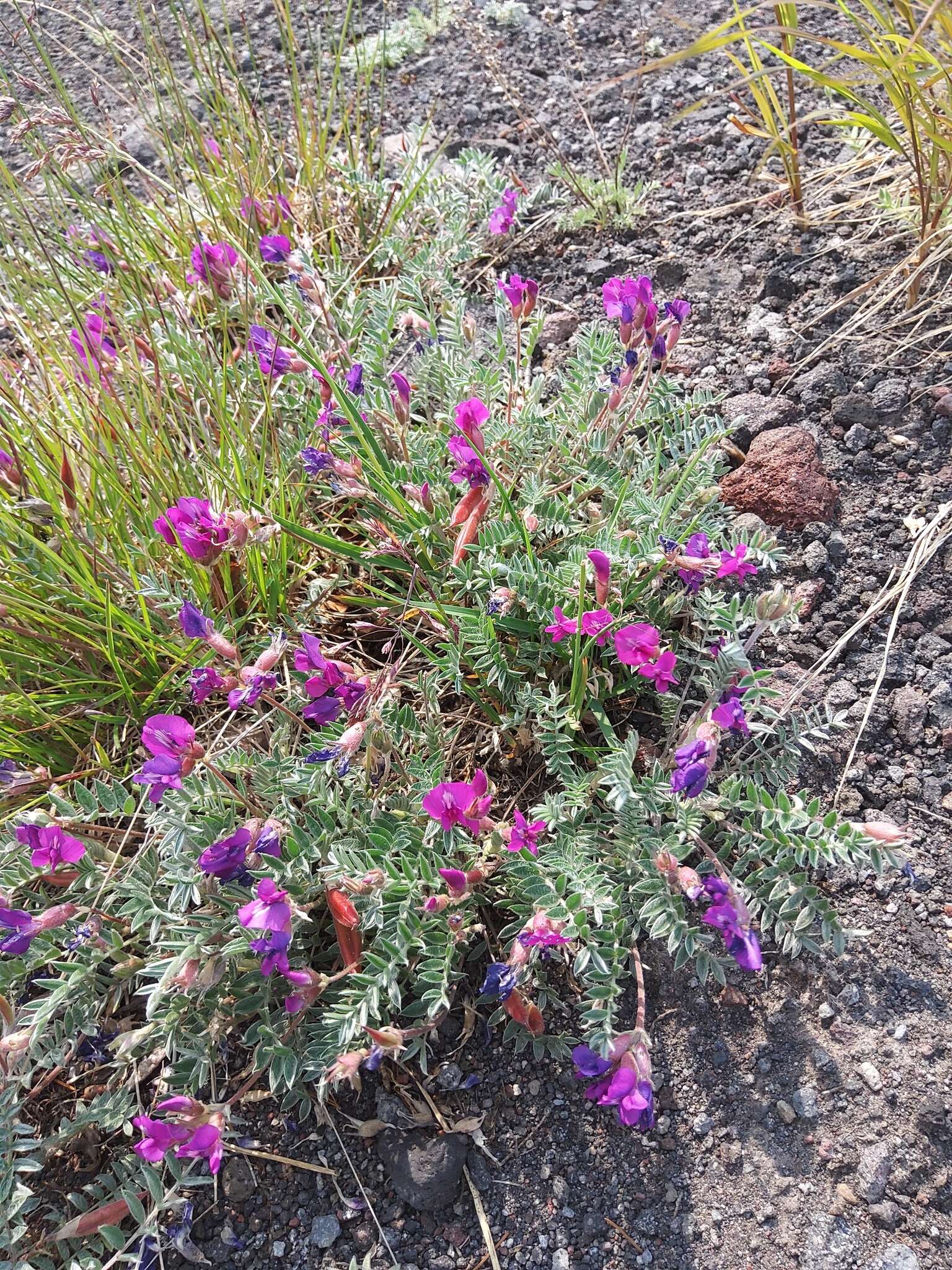 Image de Oxytropis revoluta Ledeb.