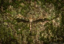 Image of Hexadactilia civilis Meyrick 1921