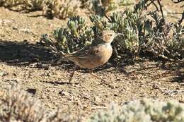 Imagem de Chersomanes albofasciata kalahariae (Ogilvie-Grant 1912)