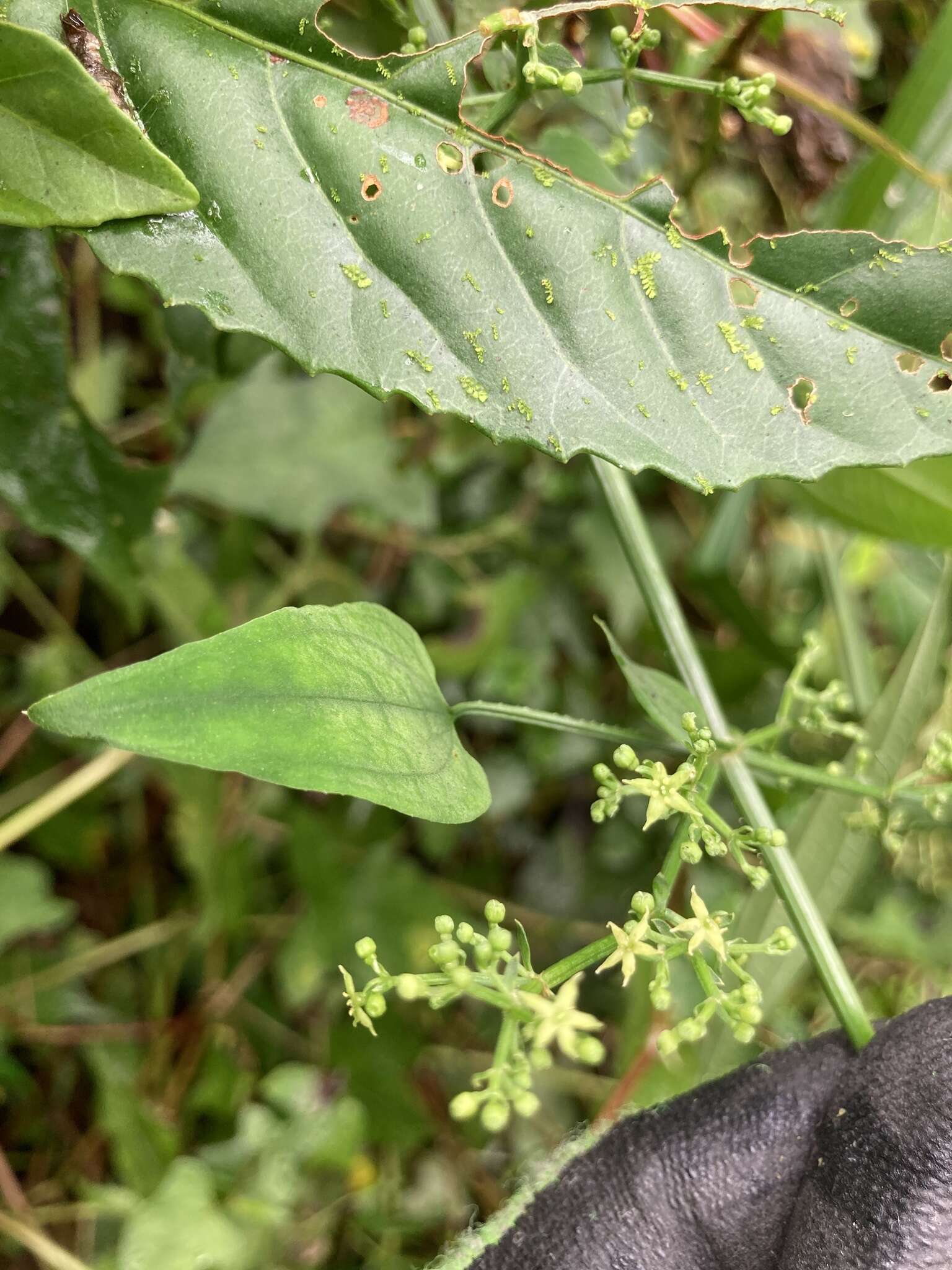 Image of Rubia linii J. M. Chao