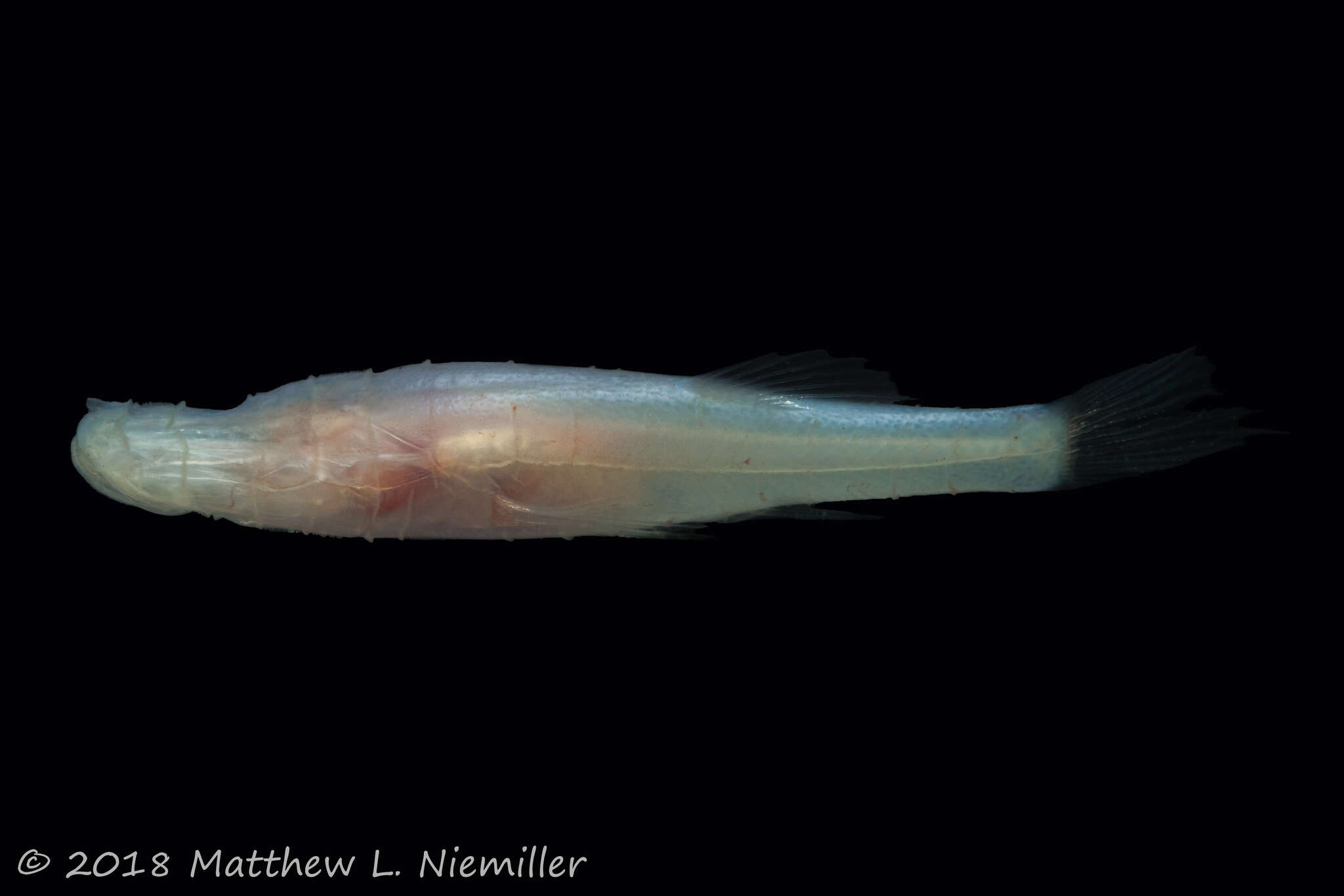 Image of Alabama Cavefish
