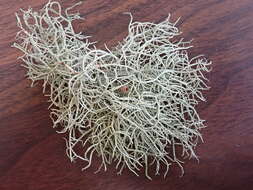 Image of Inflated Beard Lichen