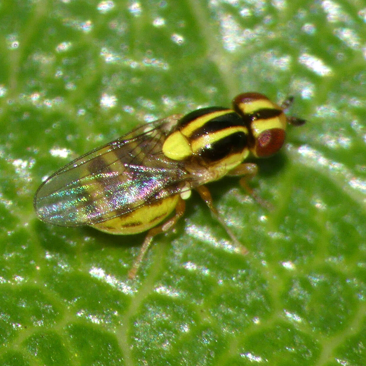 Image of Chloropid fly