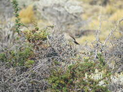 Image of Spot-billed Ground Tyrant