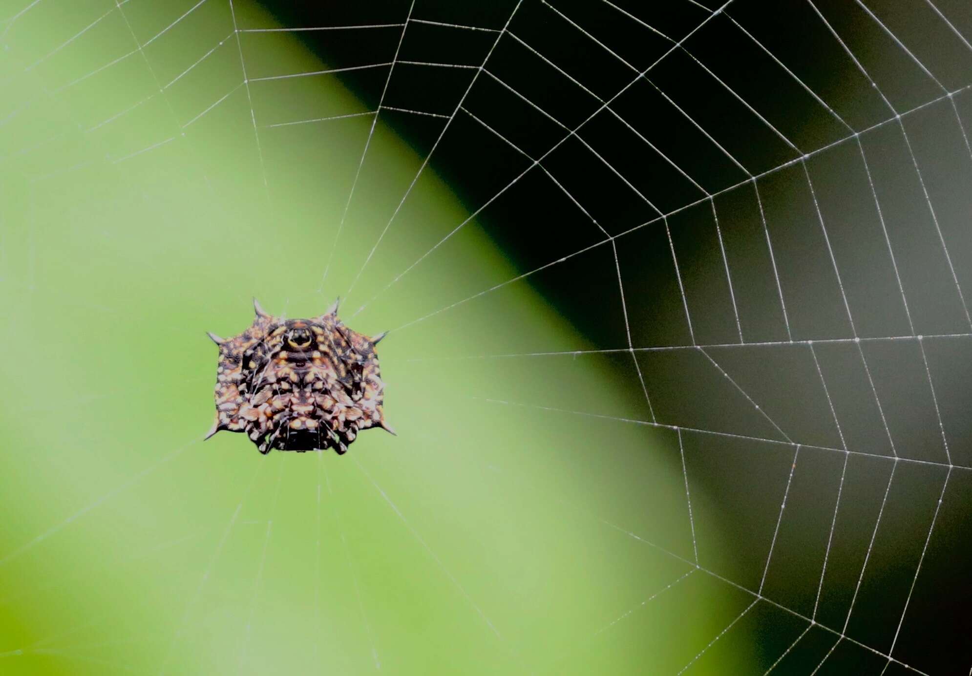 Image de Isoxya tabulata (Thorell 1859)