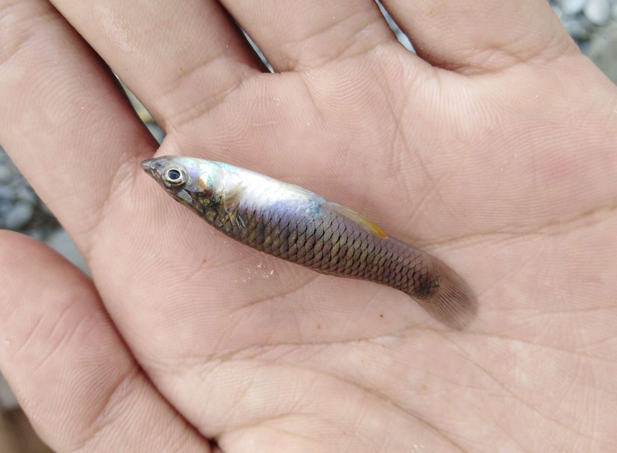 Image of Barred killifish