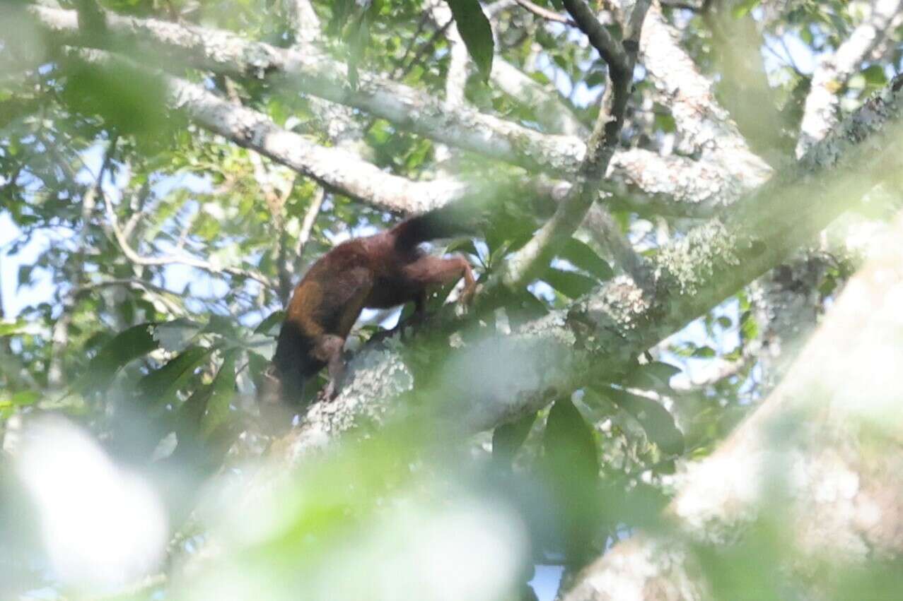 Image of African Giant Squirrel