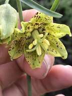 Image of Ojai fritillary