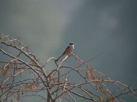 Image of Bay-backed Shrike