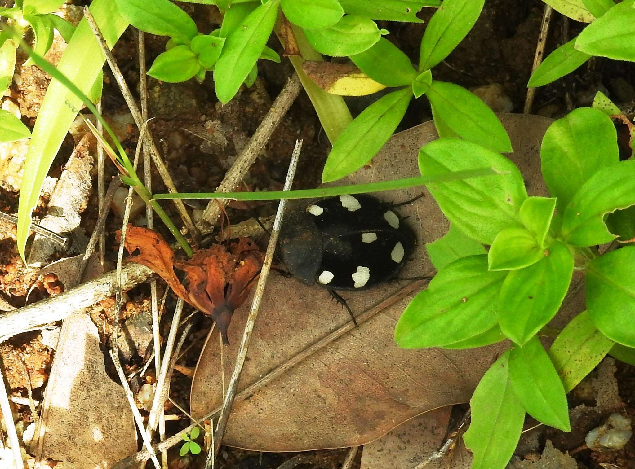 Image of Indian Domino Cockroach