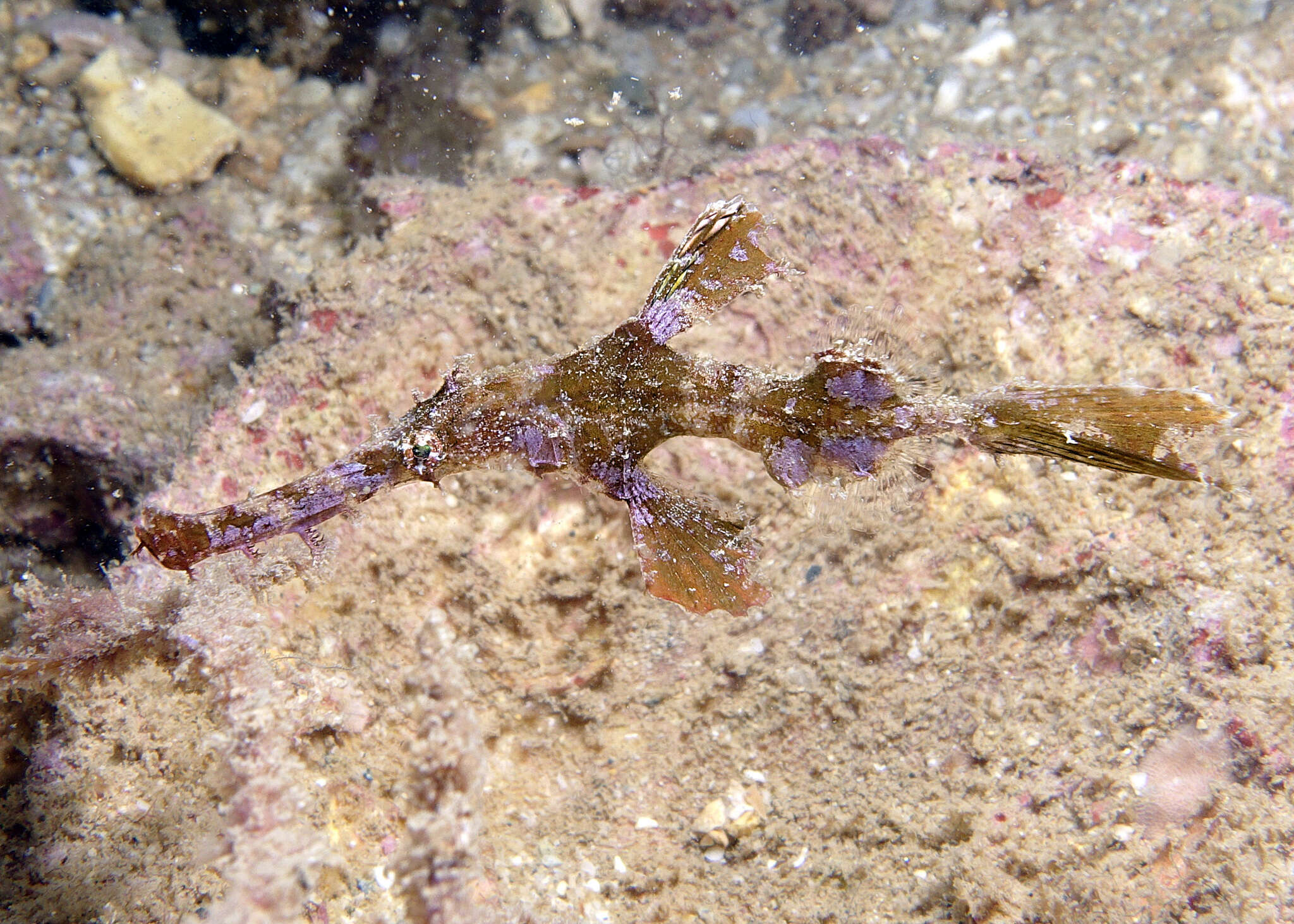 Image of Hairy ghost pipefish