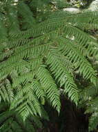 Image of Tree Fern Forest
