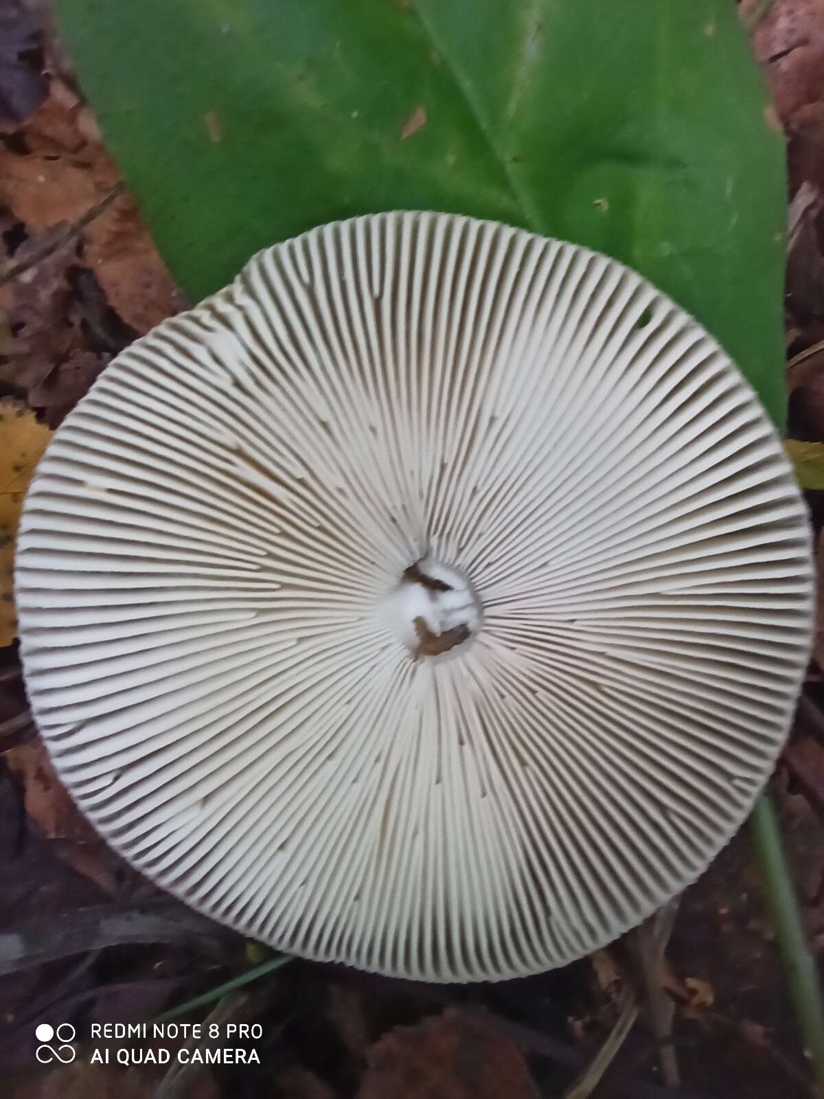 Image of Umber-zoned ringless amanita