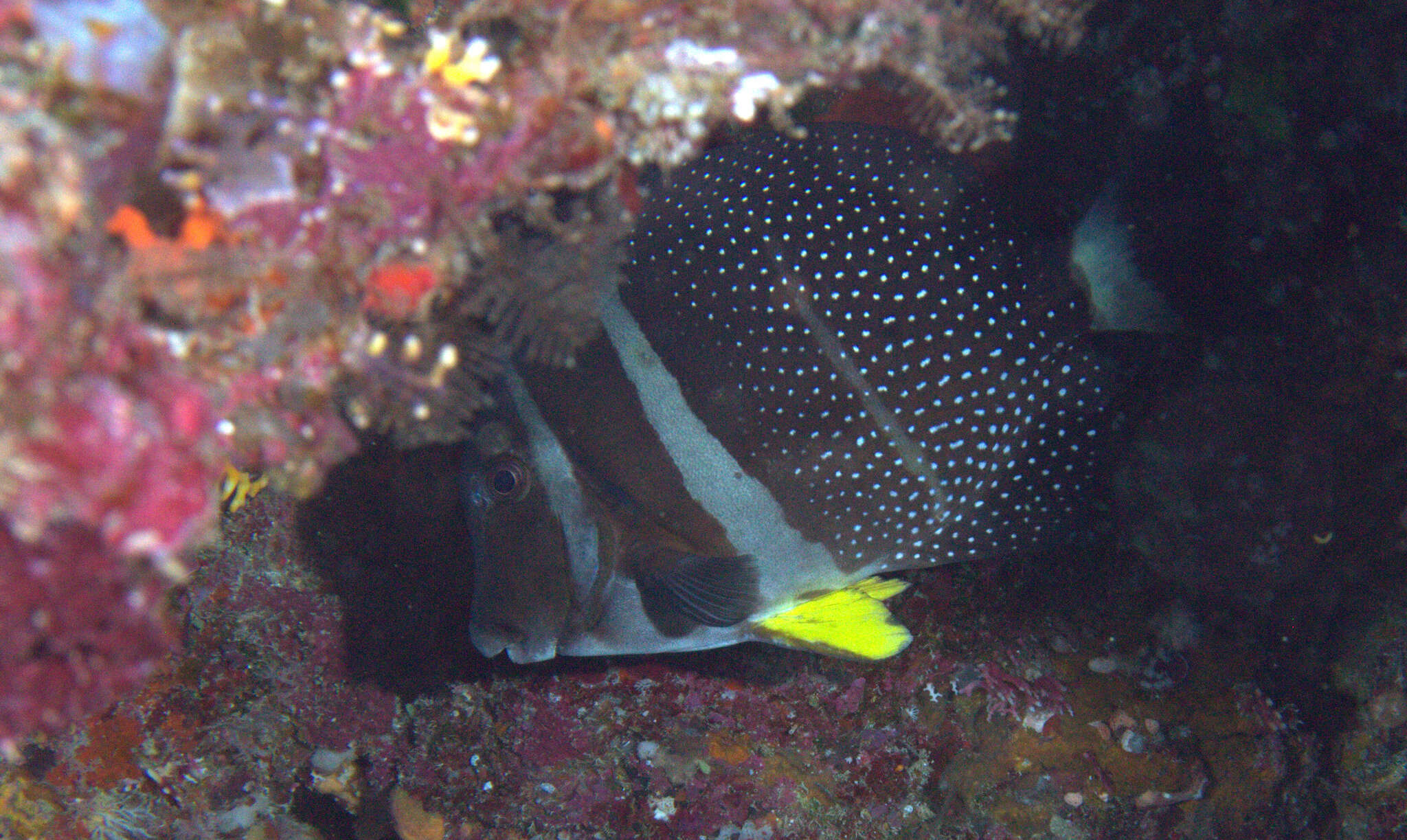 Image of Mustard Surgeonfish