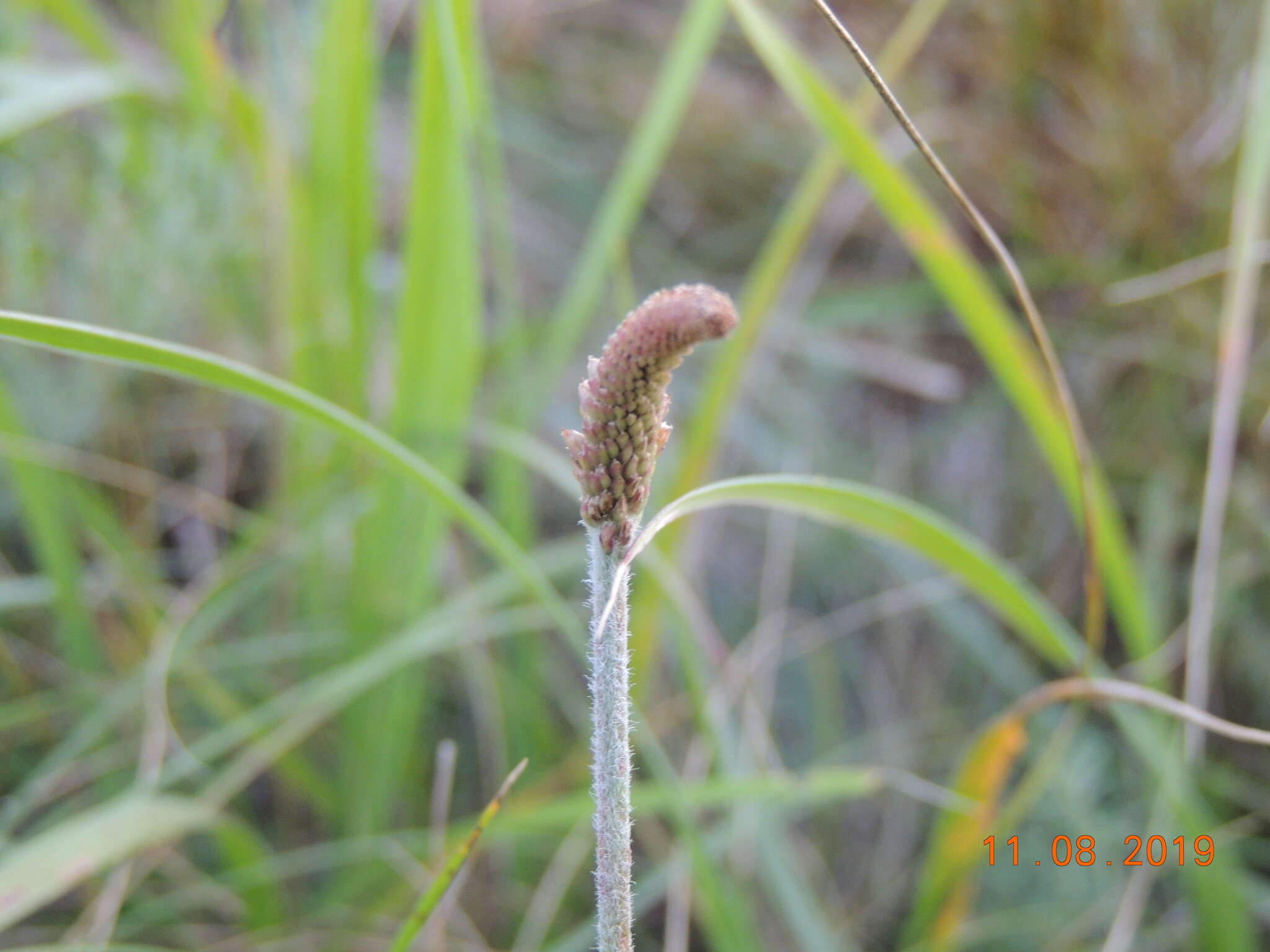 Imagem de Plantago australis subsp. australis