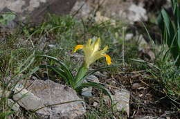 Iris orchioides Carrière的圖片