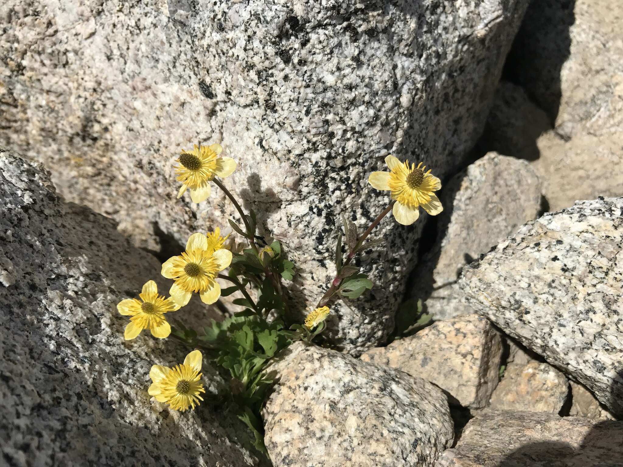 Sivun Ranunculus eschscholtzii Schltdl. kuva