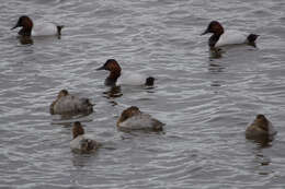 Image of Canvasback