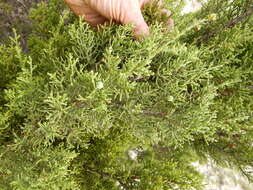 Plancia ëd Juniperus pinchotii Sudw.