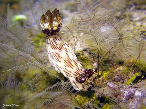 Jorunna rubescens (Bergh 1876) resmi