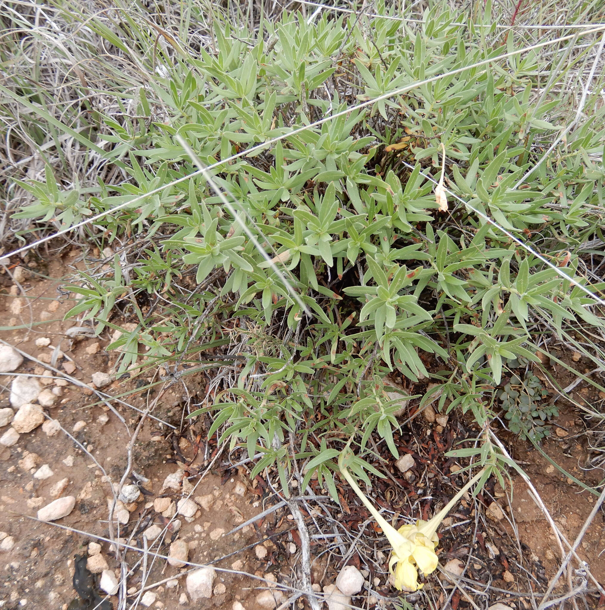 Imagem de Oenothera hartwegii Benth.