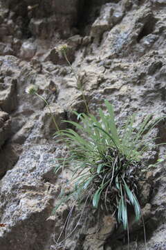 Image of Jurinea dolomitica Galushko