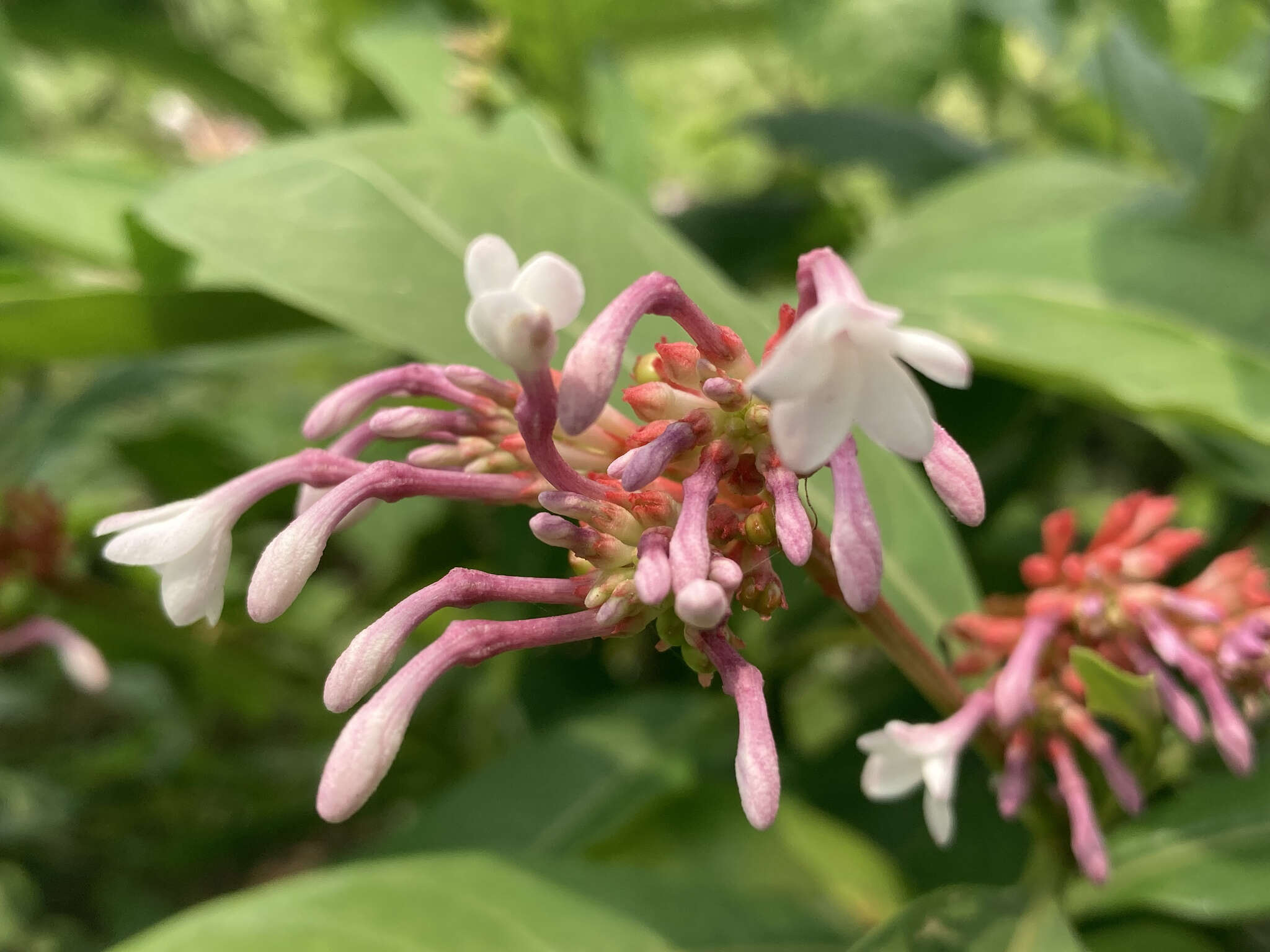 Image of Snakeroot