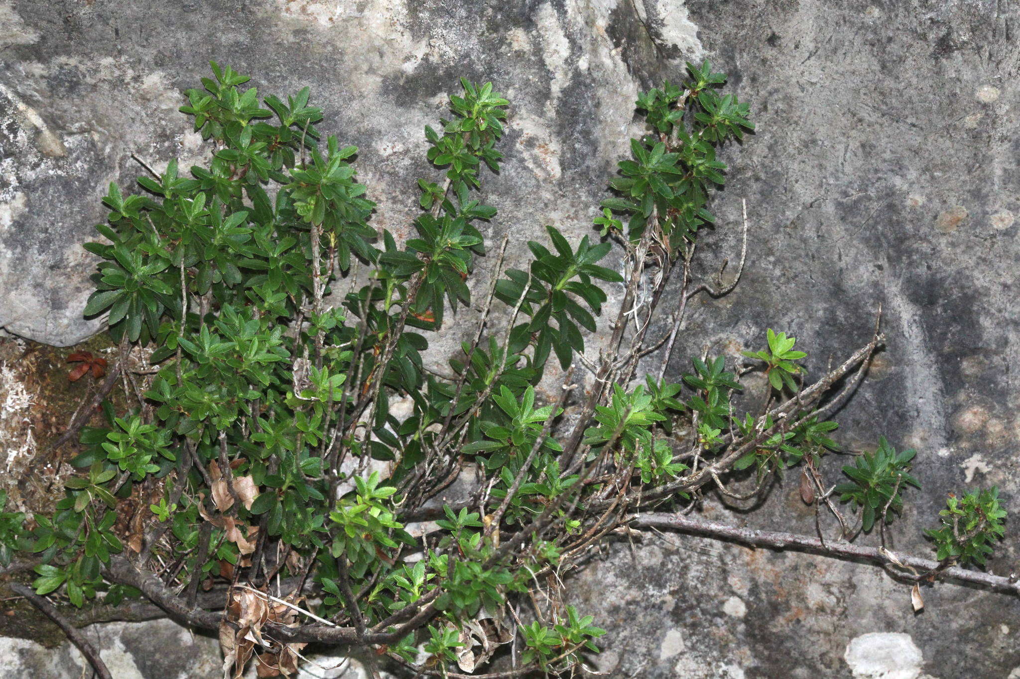 Image of Hairy Alpenrose