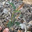 Слика од Indigofera baileyi F. Muell.