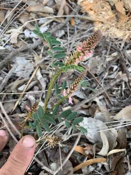 Слика од Indigofera baileyi F. Muell.