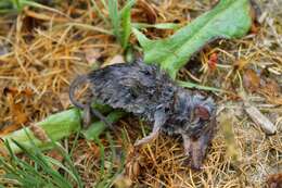 Image of greater white-toothed shrew, house shrew