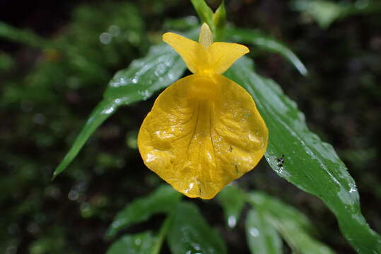 Imagem de Caulokaempferia saxicola K. Larsen