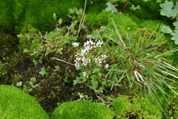 Image of pygmy saxifrage