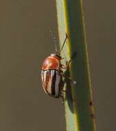 Image of Cryptocephalus obsoletus Germar 1824