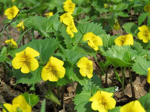 Image of Viola uniflora L.