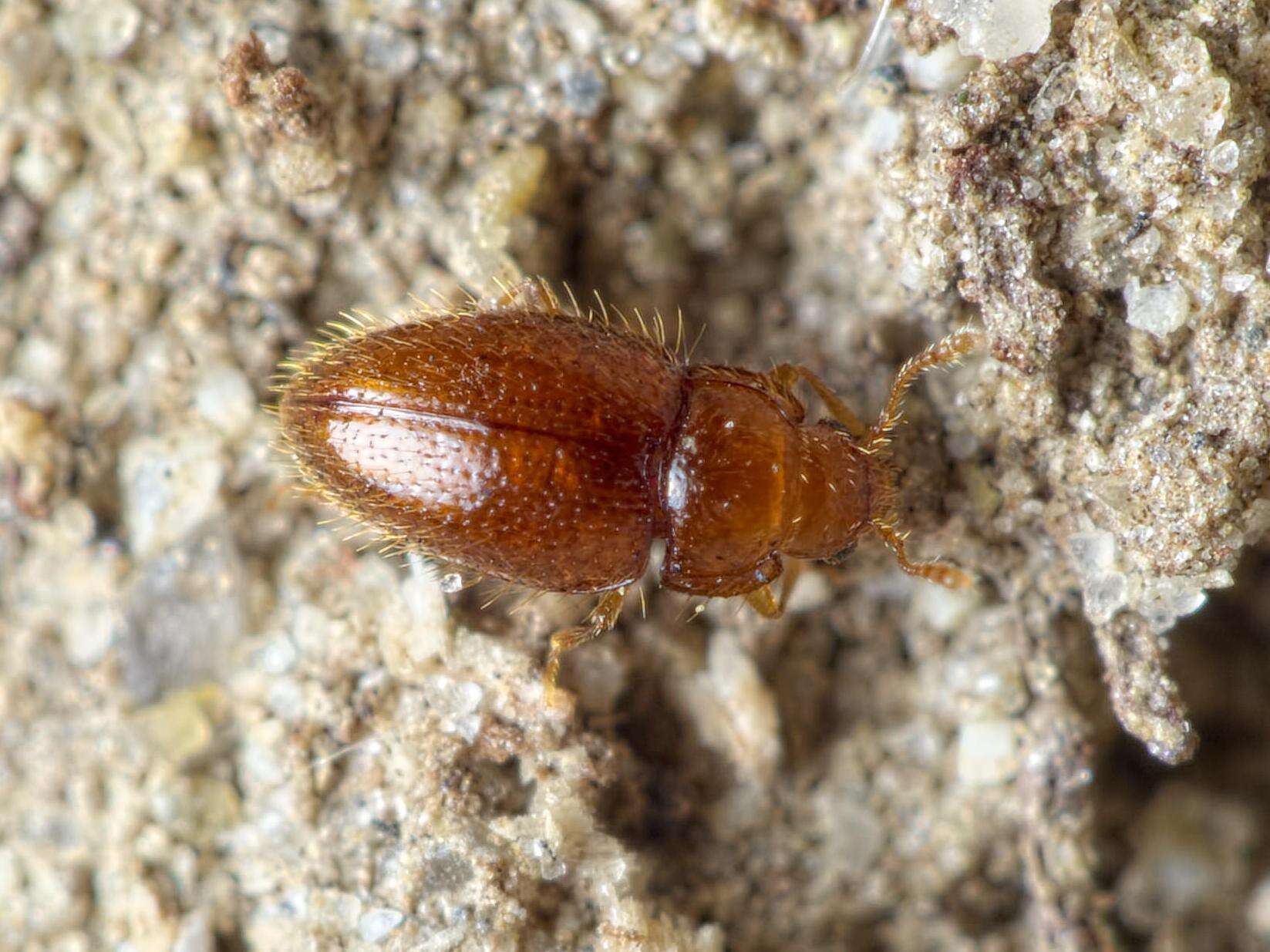 Image of Mycetaeidae