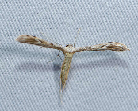 Image of Belfrage's Plume Moth