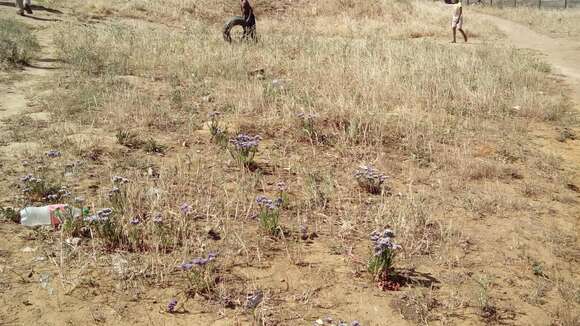 Image of Limonium sinuatum subsp. sinuatum