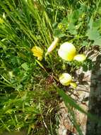 Image of Lathyrus gorgoni Parl.