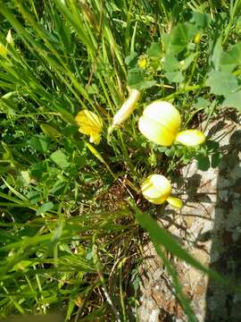 Image of Lathyrus gorgoni Parl.