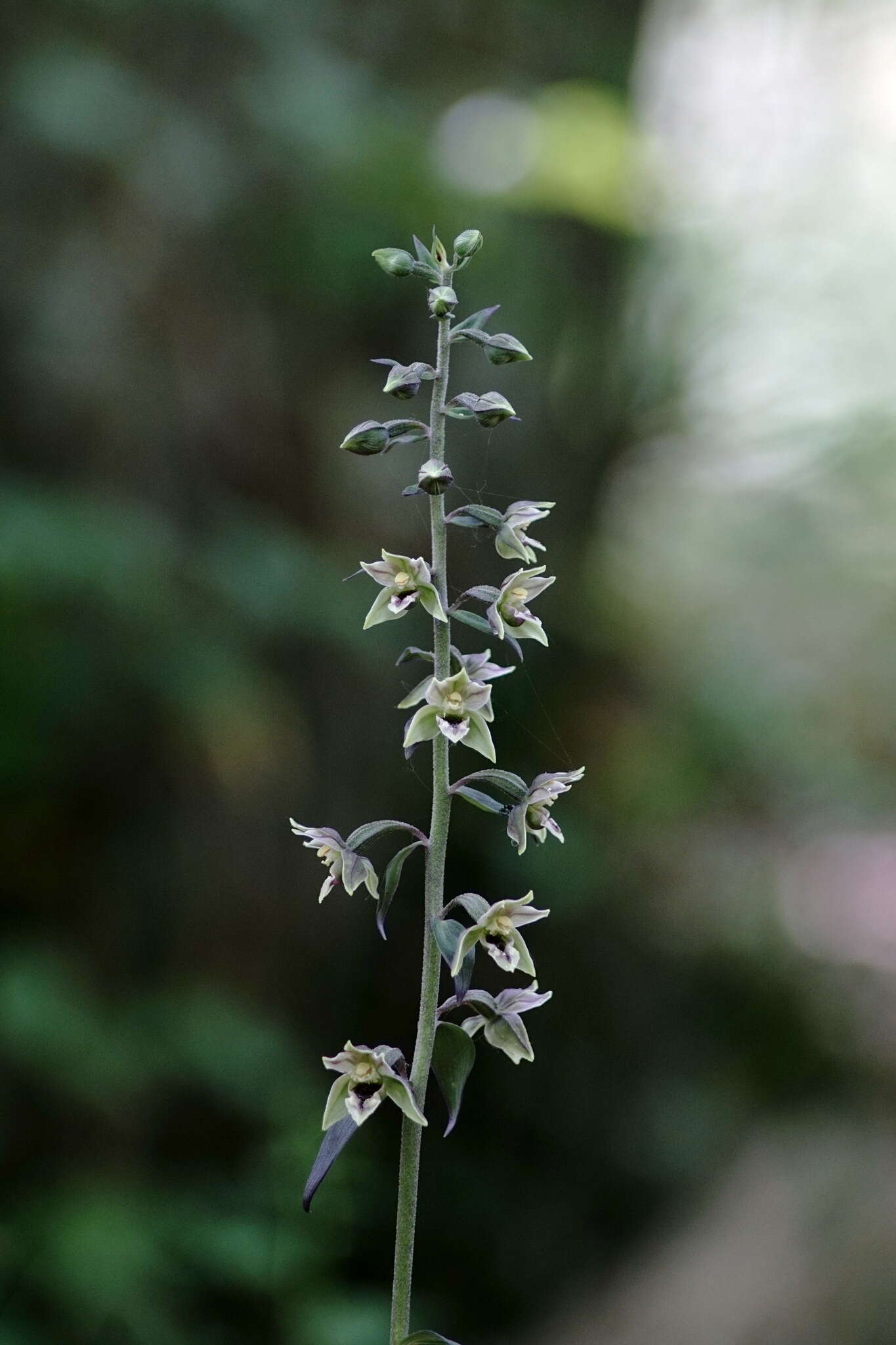 Image of Epipactis condensata Boiss. ex D. P. Young