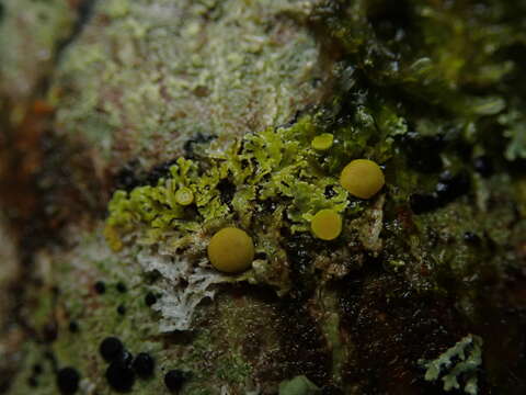 Image of Xanthomendoza novozelandica (Hillmann) Søchting, Kärnefelt & S. Y. Kondr.