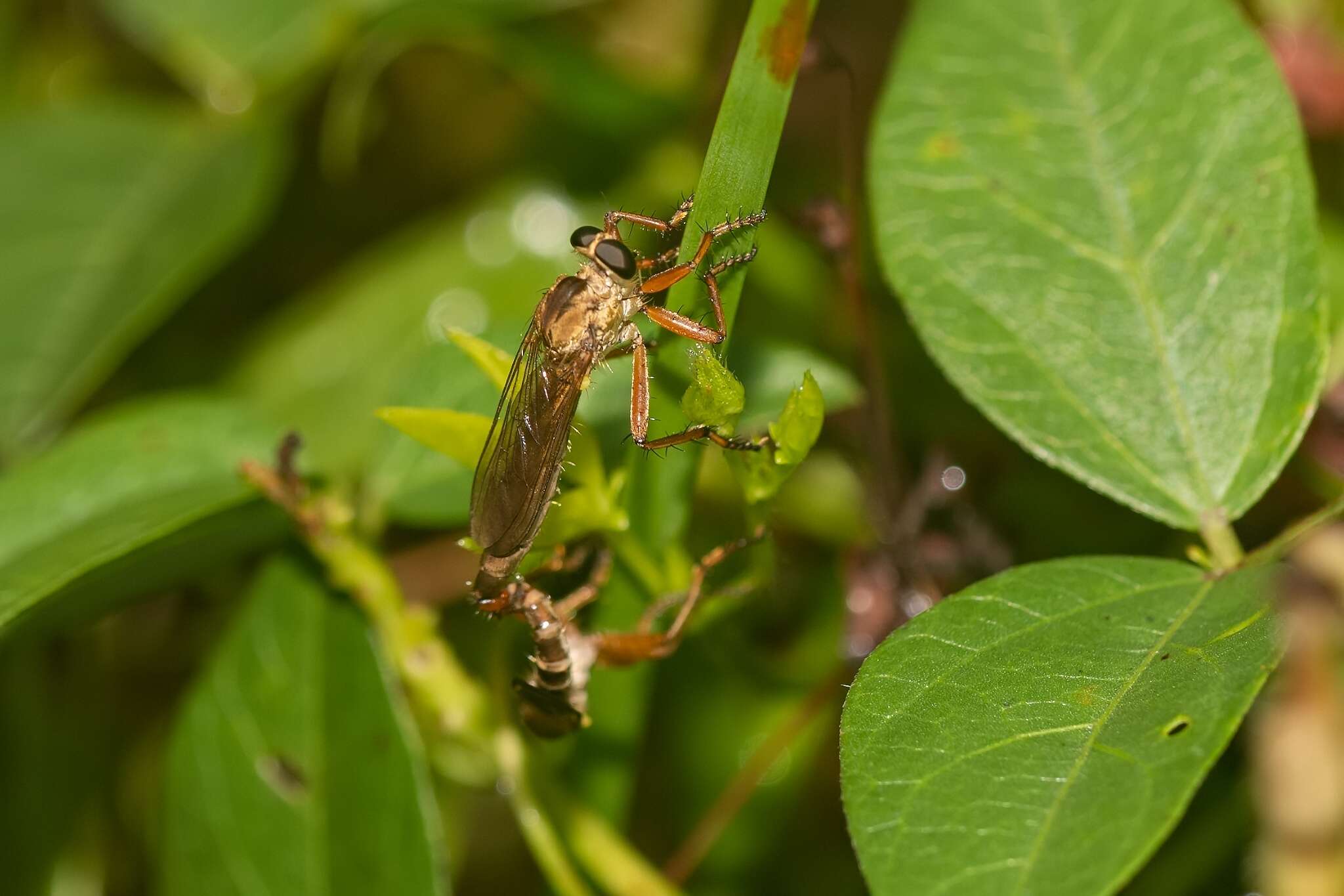 Image of Polacantha