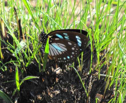 Image of Charaxes wakefieldi (Ward 1873)