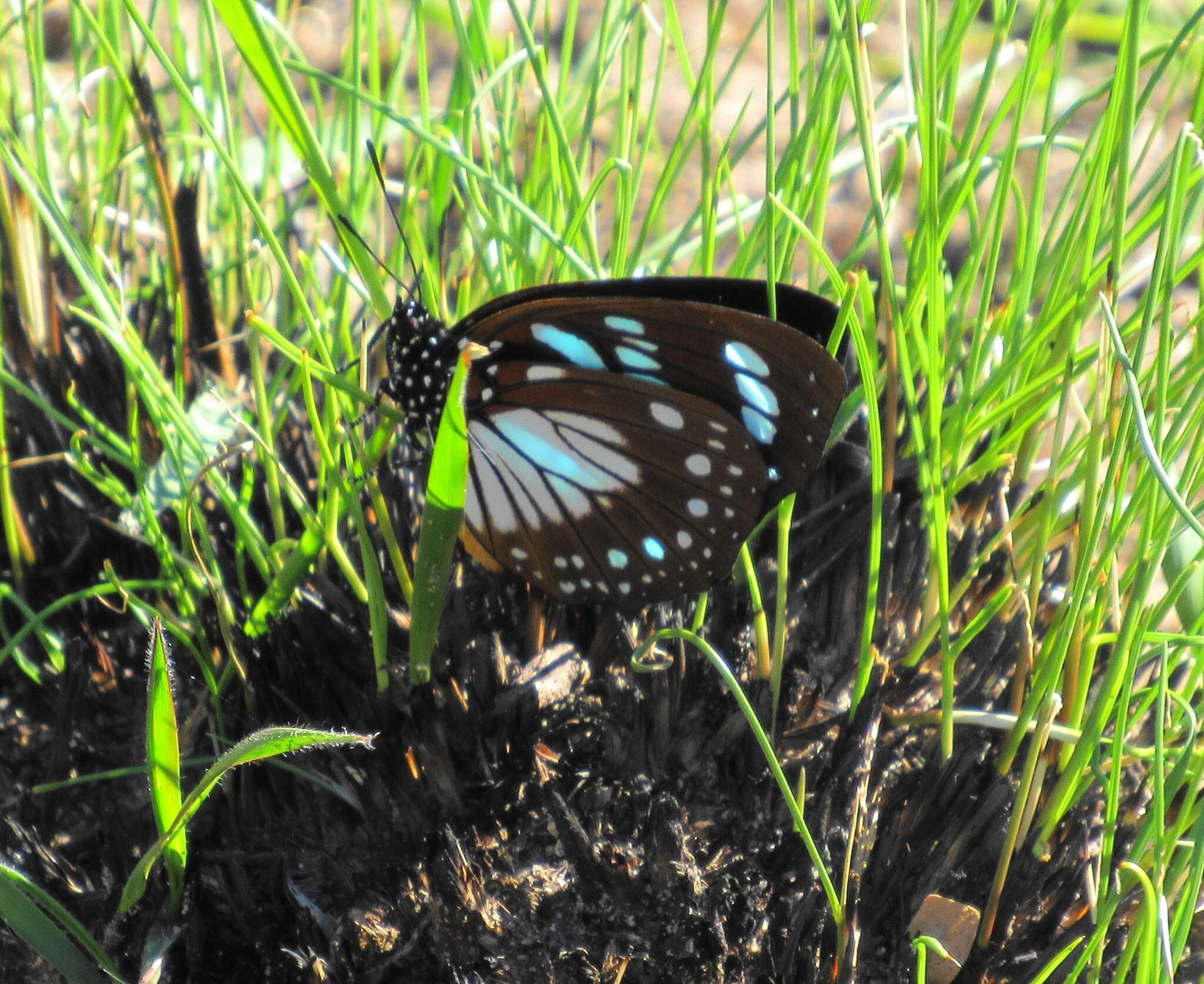 Imagem de Charaxes wakefieldi (Ward 1873)