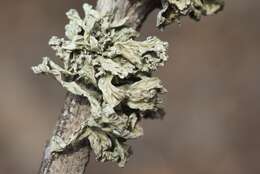 Imagem de Ramalina canariensis J. Steiner