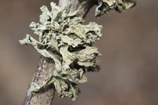 Image of Ramalina canariensis J. Steiner