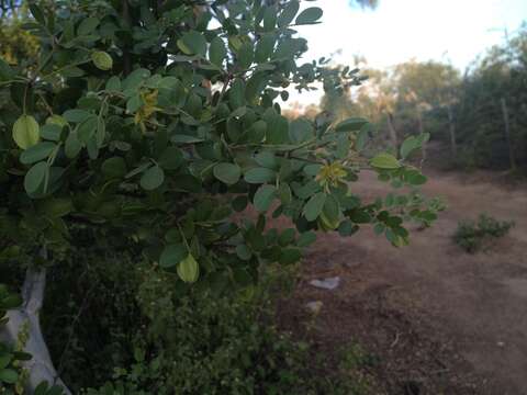 Sivun Bulnesia foliosa Griseb. kuva