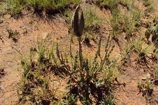 Image of Xysmalobium brownianum S. Moore